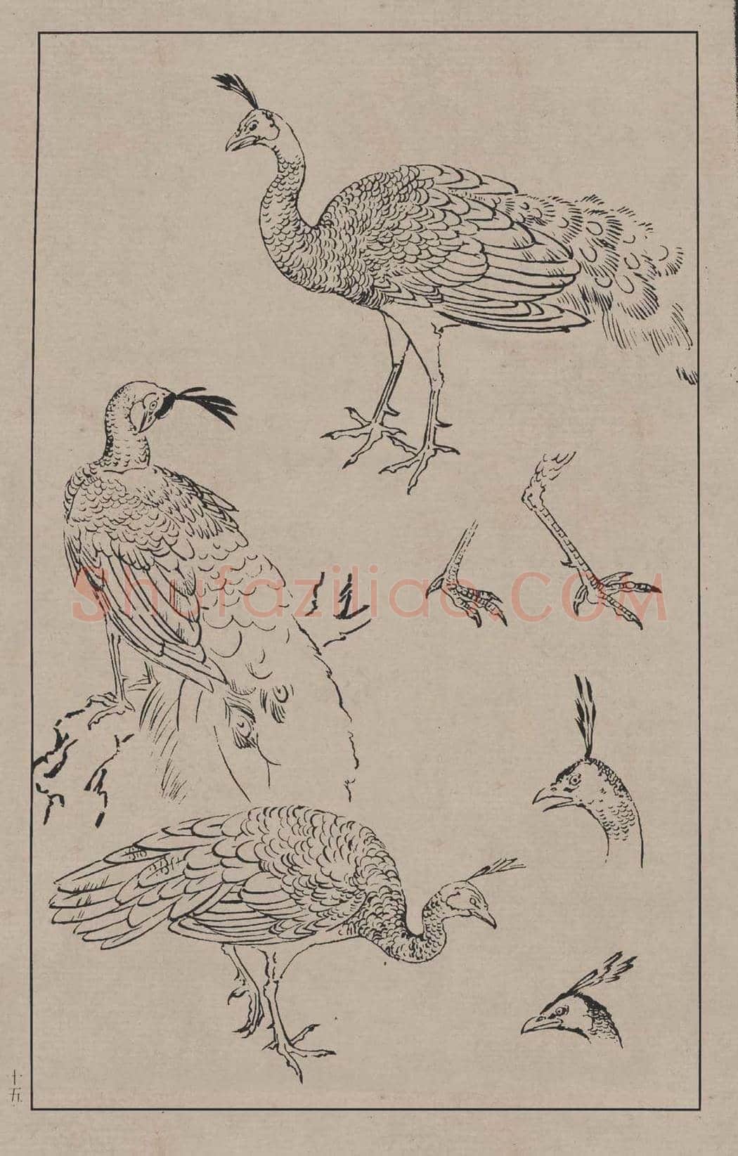 工笔画线描百鸟画谱，太美了 | 书画资料