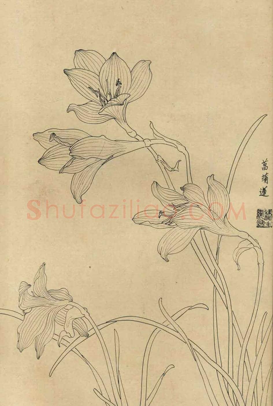 百花图谱大全【白描画】 | 书画资料