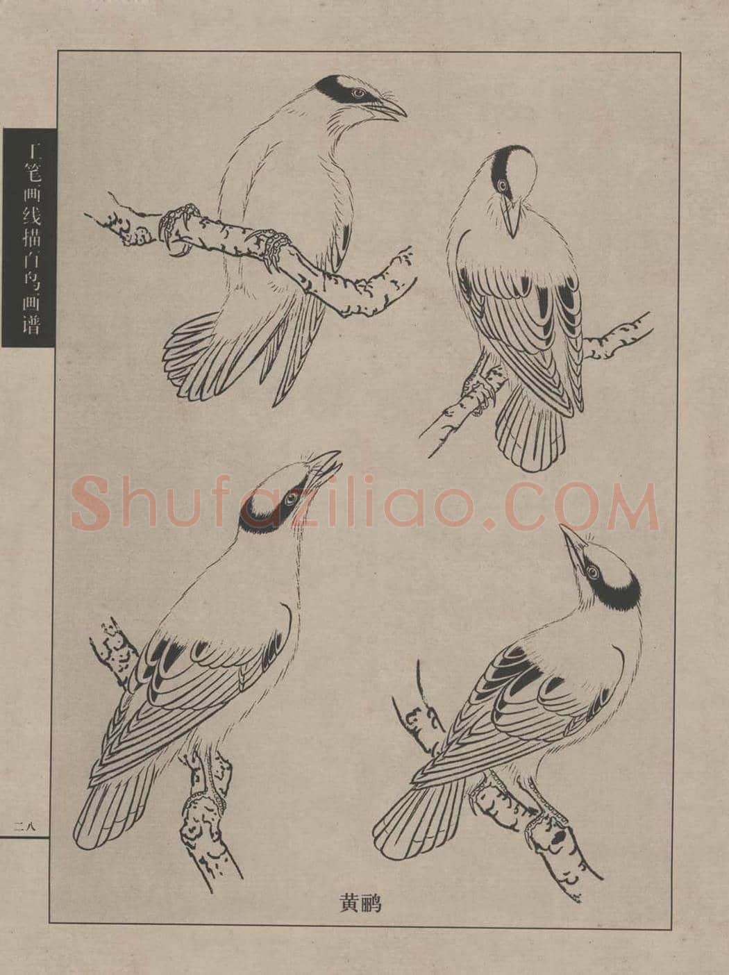 工笔画线描百鸟画谱，太美了 | 书画资料