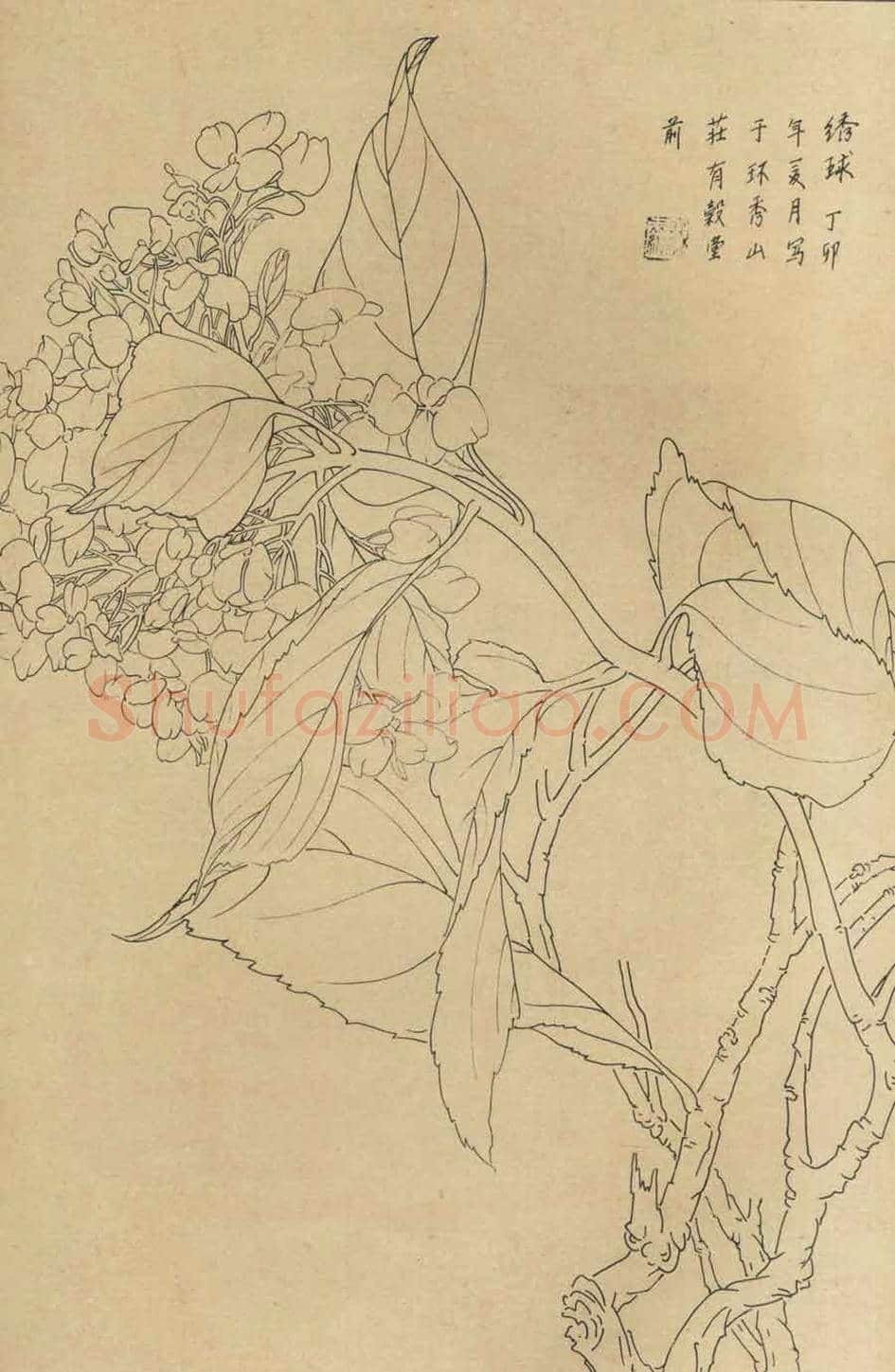 百花图谱大全【白描画】 | 书画资料
