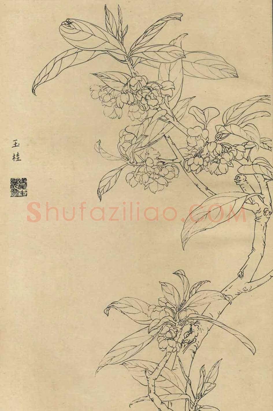 百花图谱大全【白描画】 | 书画资料