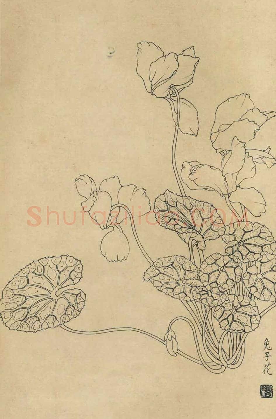百花图谱大全【白描画】 | 书画资料
