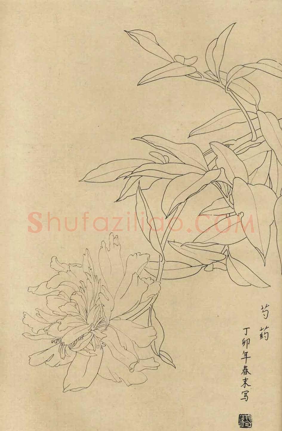 百花图谱大全【白描画】 | 书画资料