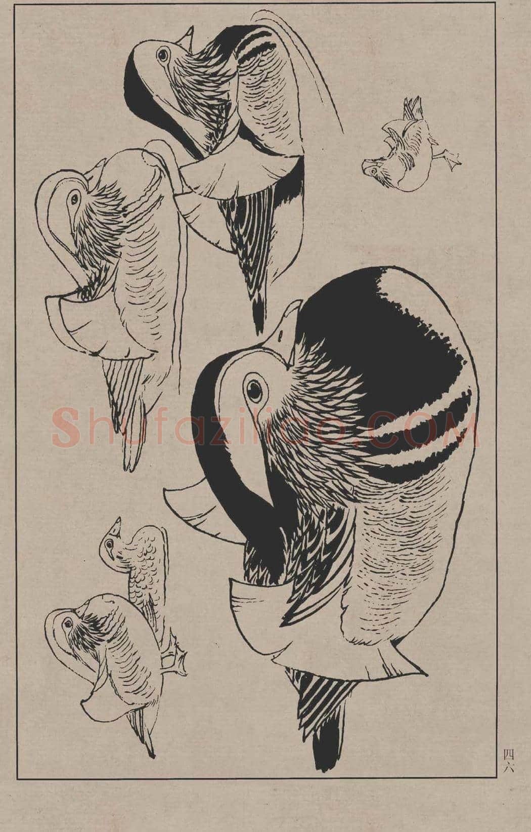 工笔画线描百鸟画谱，太美了 | 书画资料
