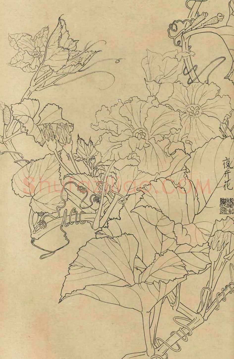 百花图谱大全【白描画】 | 书画资料