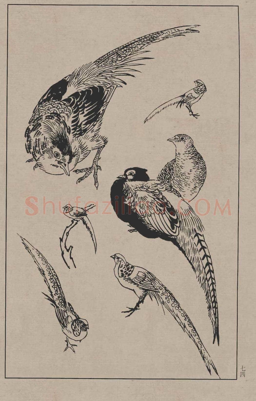 工笔画线描百鸟画谱，太美了 | 书画资料