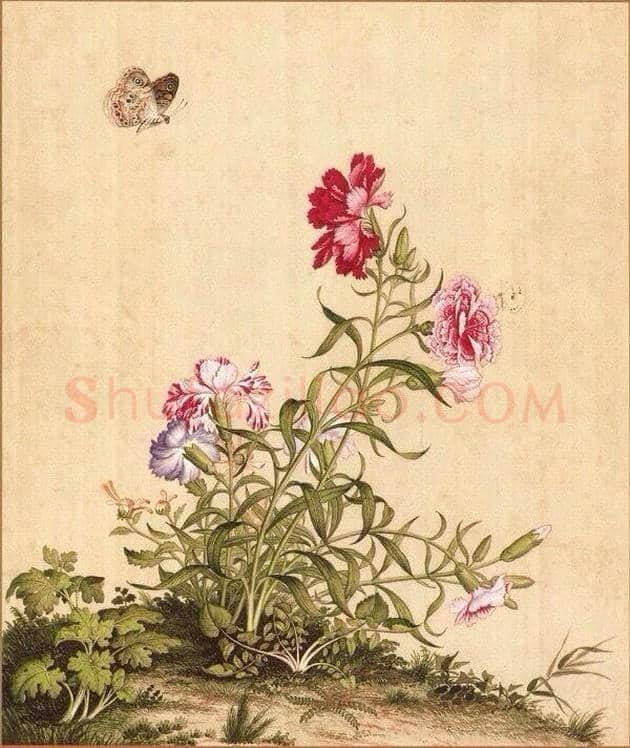 郎世宁笔下的中国花鸟 | 书画知识