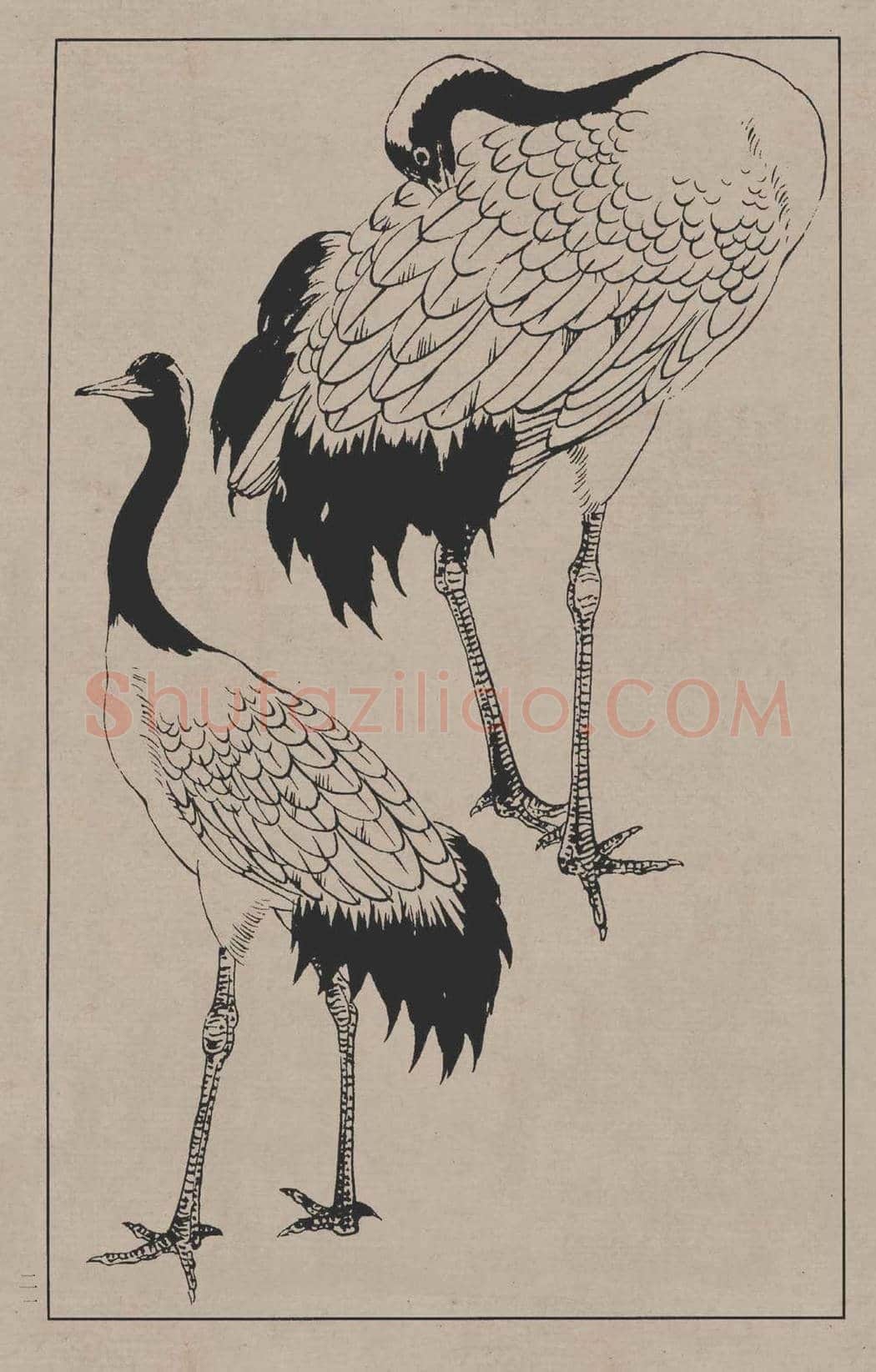 工笔画线描百鸟画谱，太美了 | 书画资料