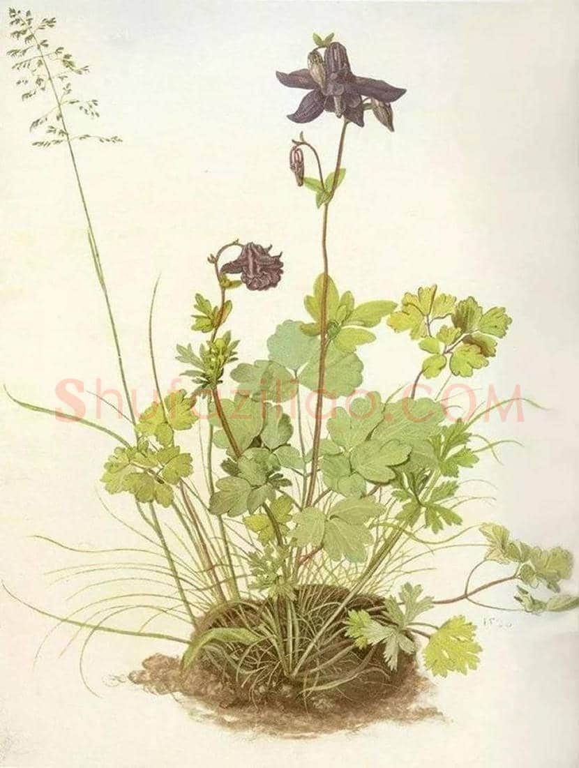 丢勒水彩画《一大块草皮》欣赏 | 书画学堂