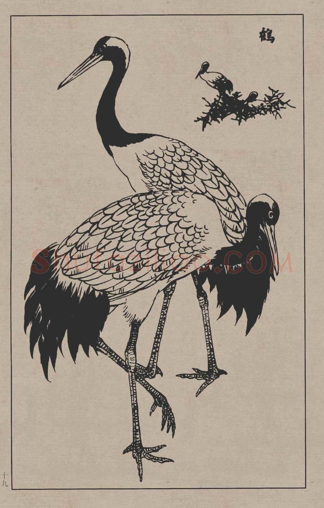 工笔画线描百鸟画谱，太美了 | 书画资料
