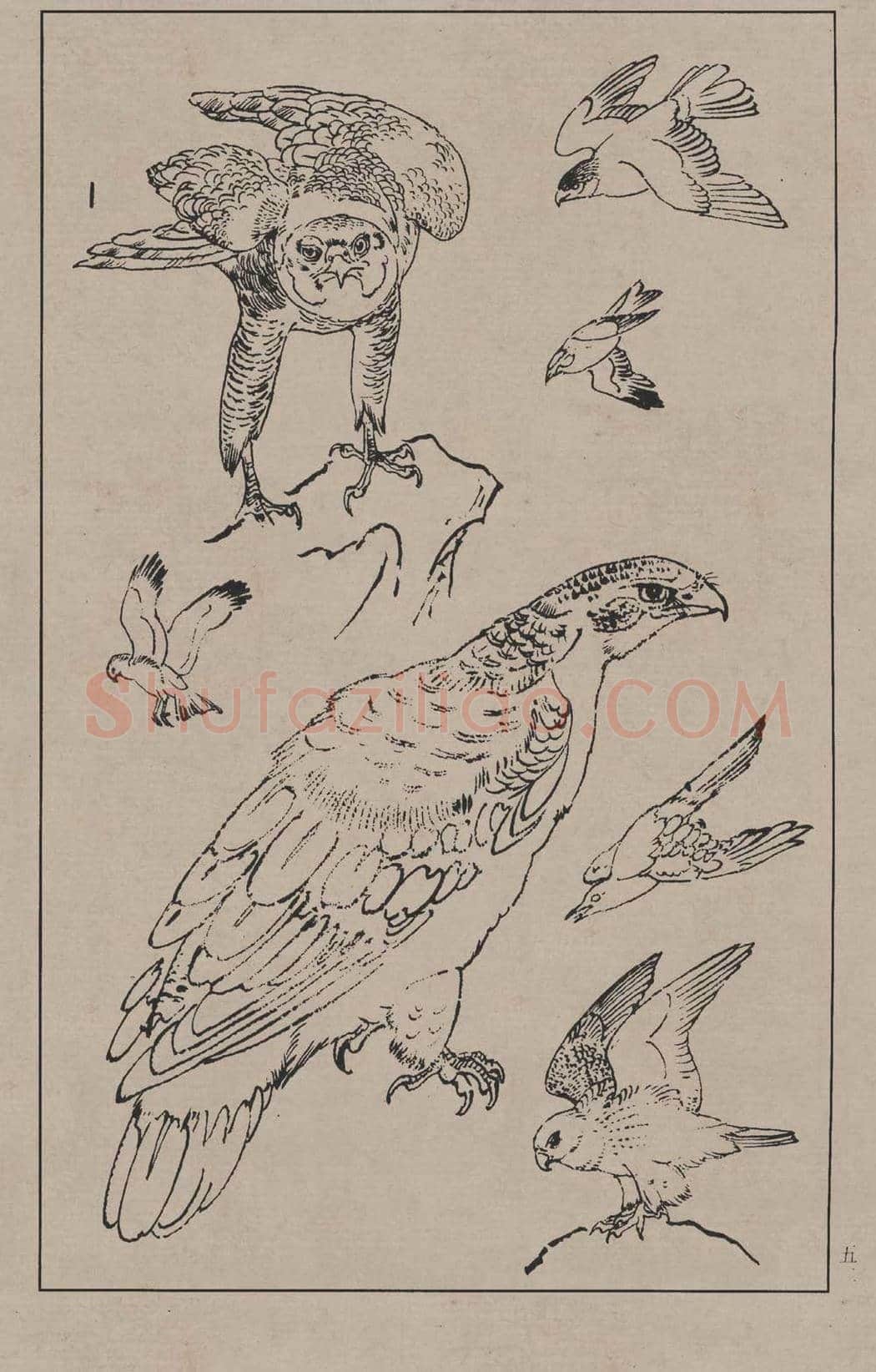 工笔画线描百鸟画谱，太美了 | 书画资料