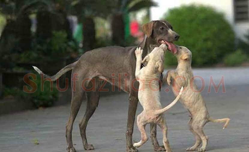 郎世宁画笔下的中国猎犬 | 书画常识