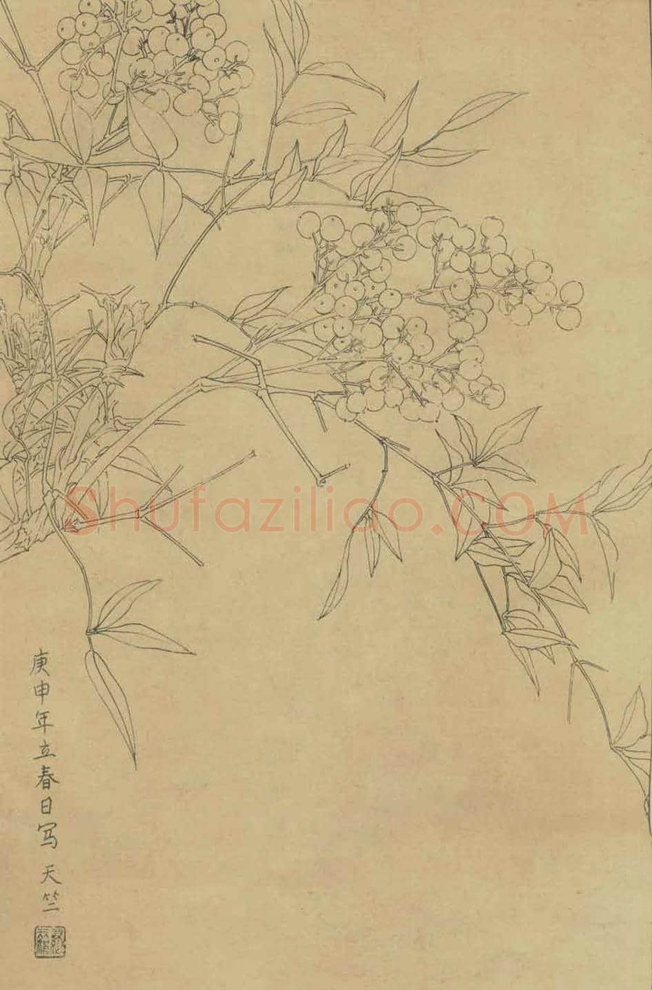 百花图谱大全【白描画】 | 书画资料