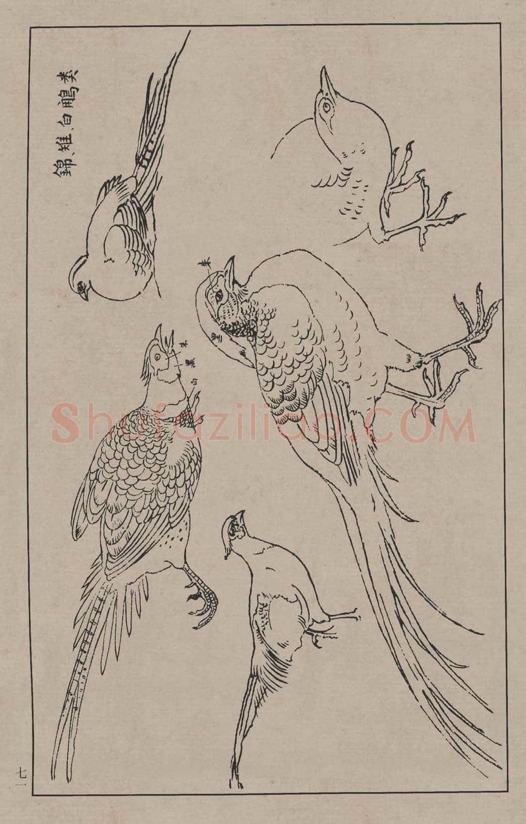 工笔画线描百鸟画谱，太美了 | 书画资料