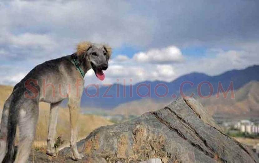 郎世宁画笔下的中国猎犬 | 书画常识