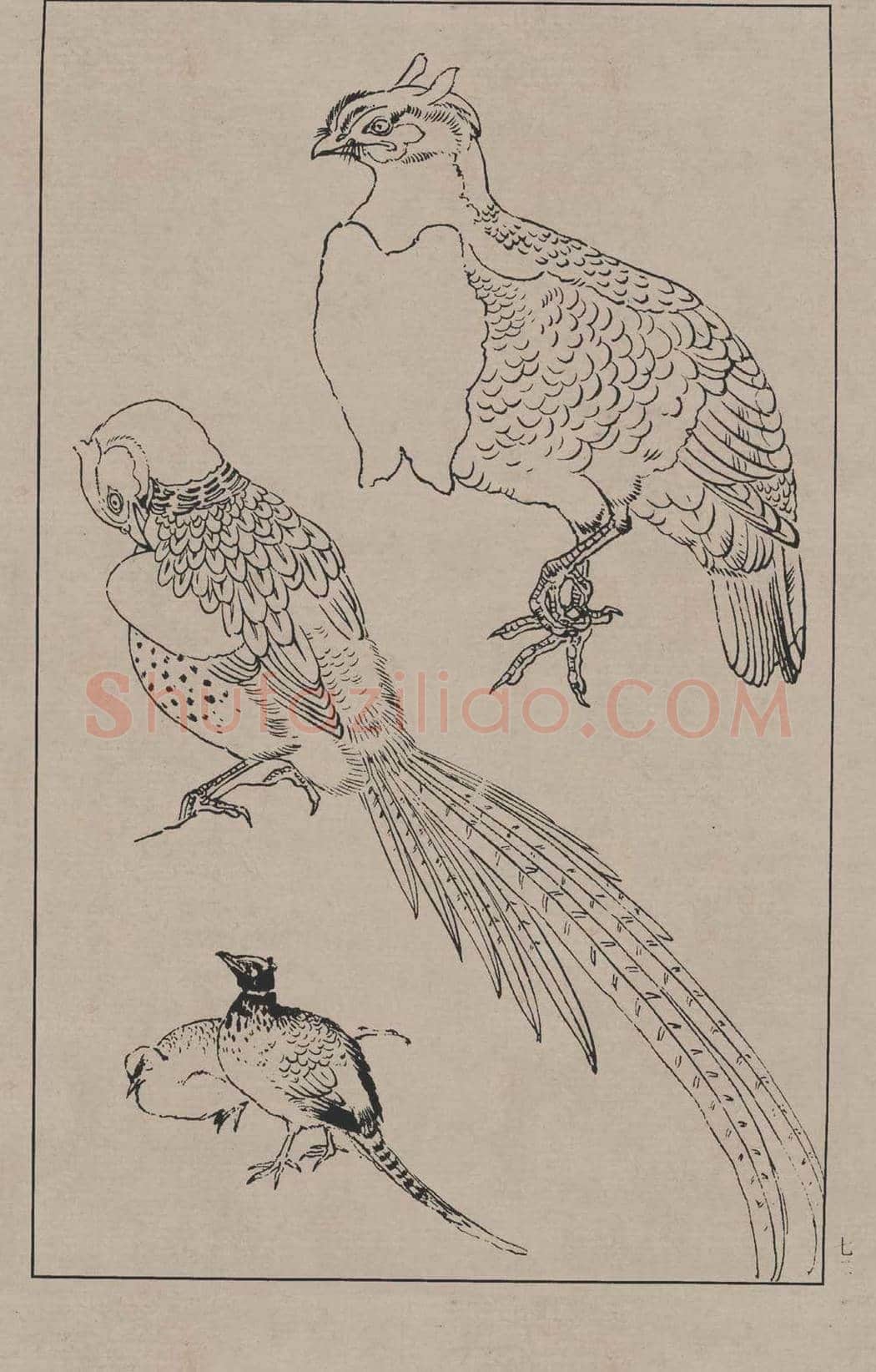 工笔画线描百鸟画谱，太美了 | 书画资料