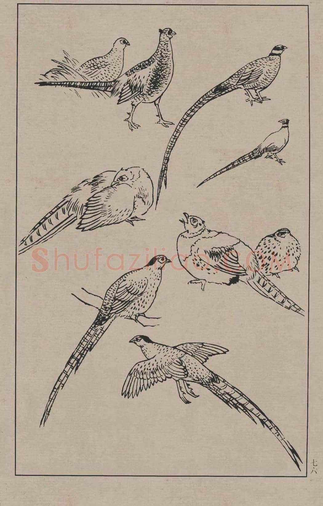 工笔画线描百鸟画谱，太美了 | 书画资料