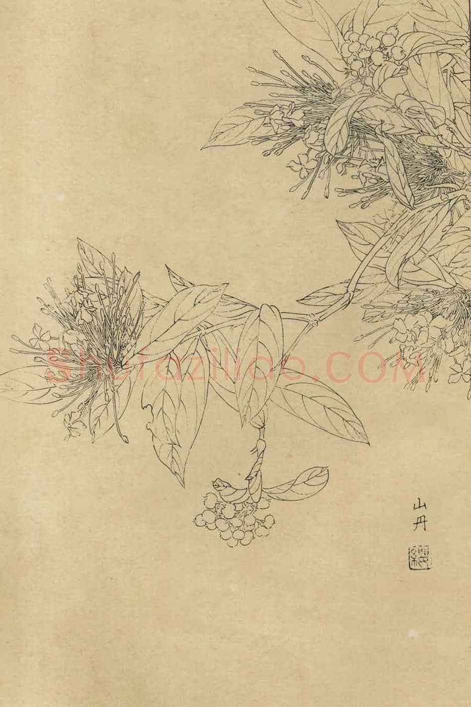 百花图谱大全【白描画】 | 书画资料