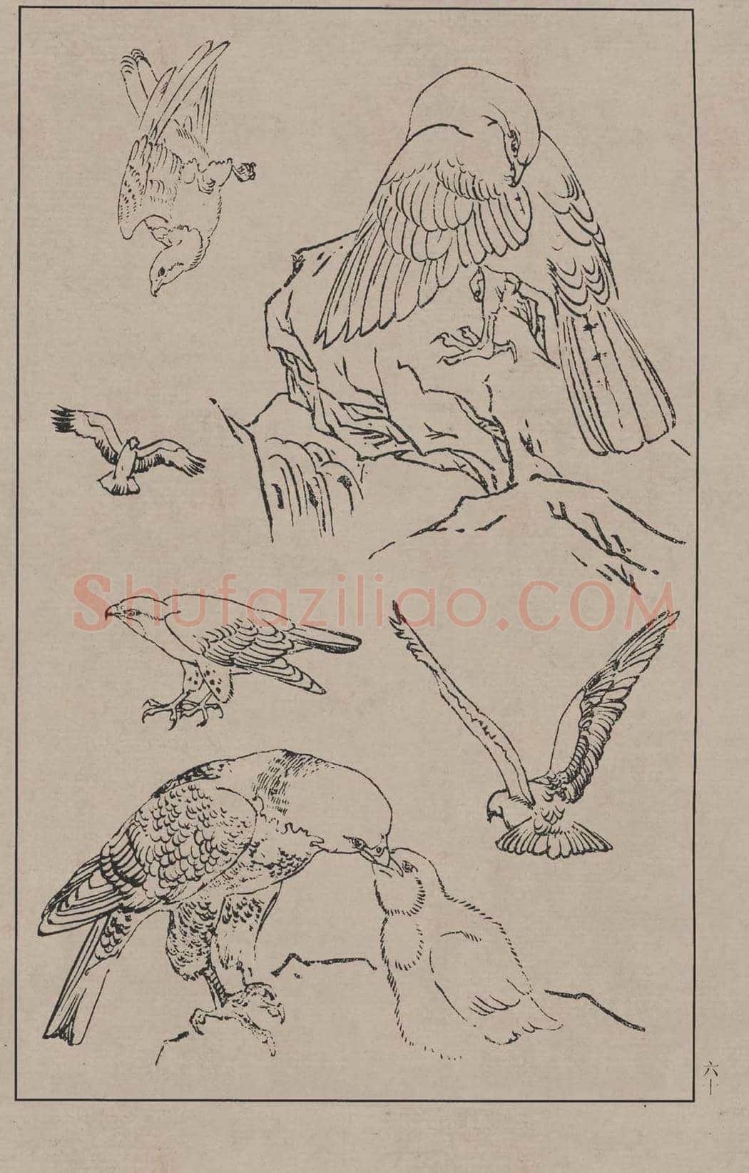 工笔画线描百鸟画谱，太美了 | 书画资料