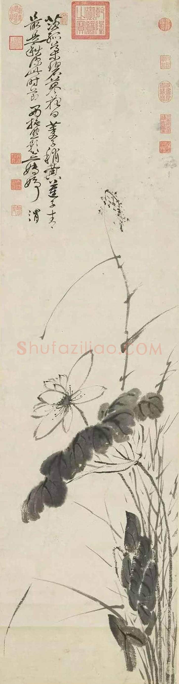 徐渭墨荷,这才叫大写意 | 书画知识