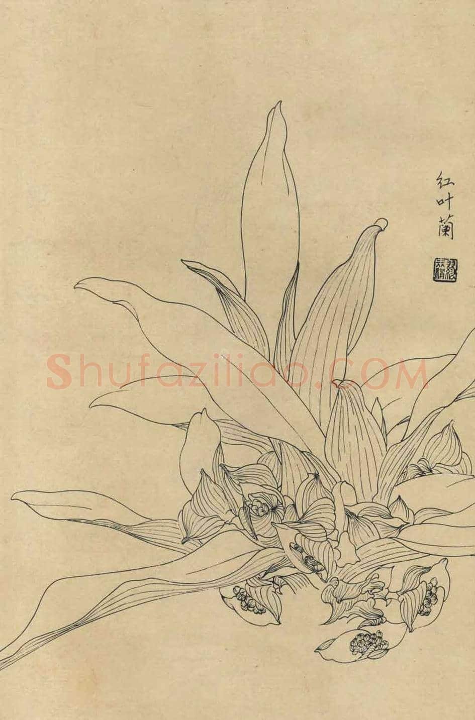 百花图谱大全【白描画】 | 书画资料