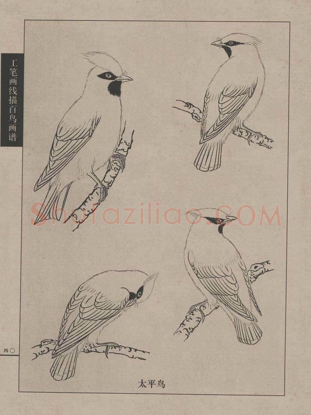 工笔画线描百鸟画谱，太美了 | 书画资料