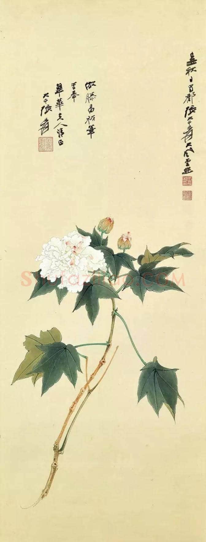 谢稚柳等名家笔下芙蓉花开 | 书画百科