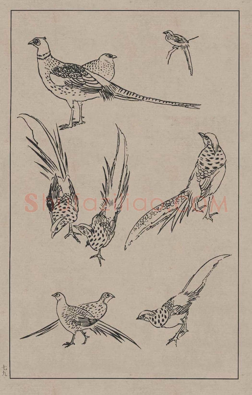 工笔画线描百鸟画谱，太美了 | 书画资料