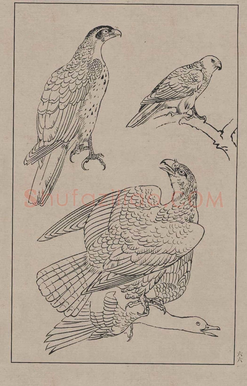 工笔画线描百鸟画谱，太美了 | 书画资料