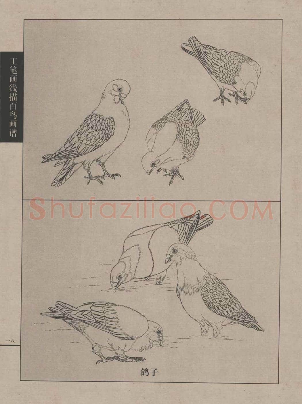 工笔画线描百鸟画谱，太美了 | 书画资料