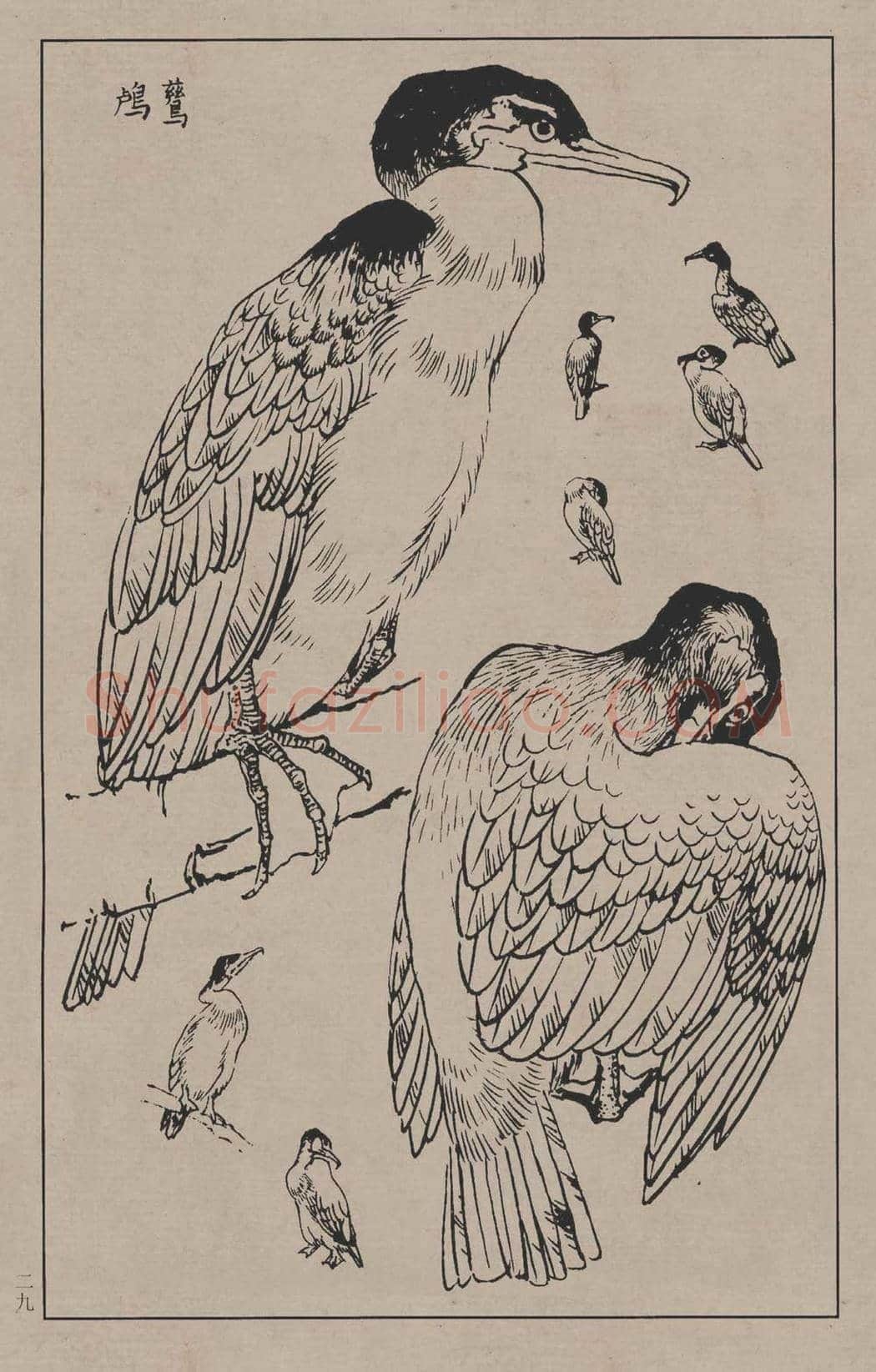 工笔画线描百鸟画谱，太美了 | 书画资料