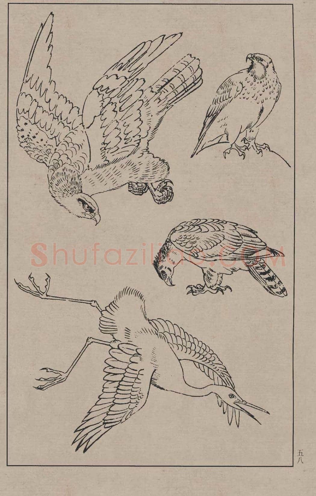 工笔画线描百鸟画谱，太美了 | 书画资料