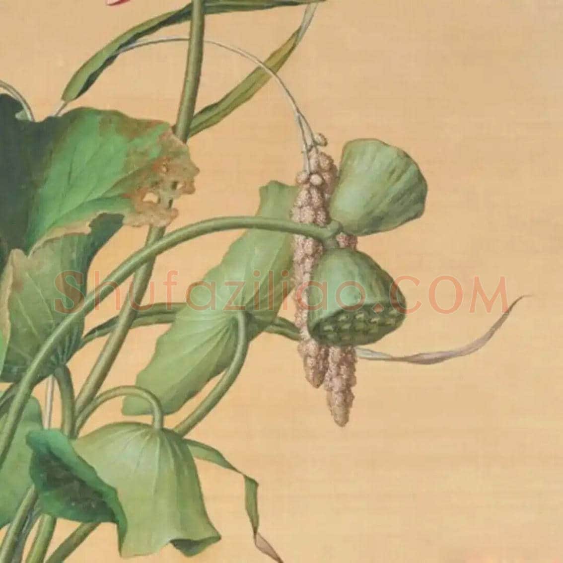 郎世宁绘《池莲双瑞》欣赏 | 书画讲解