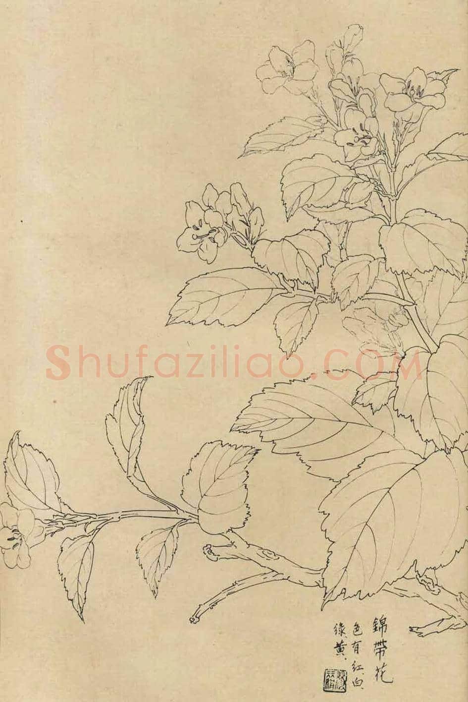 百花图谱大全【白描画】 | 书画资料