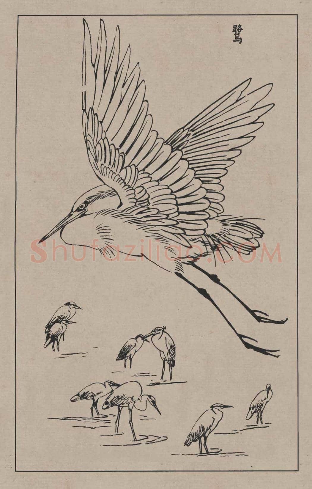 工笔画线描百鸟画谱，太美了 | 书画资料