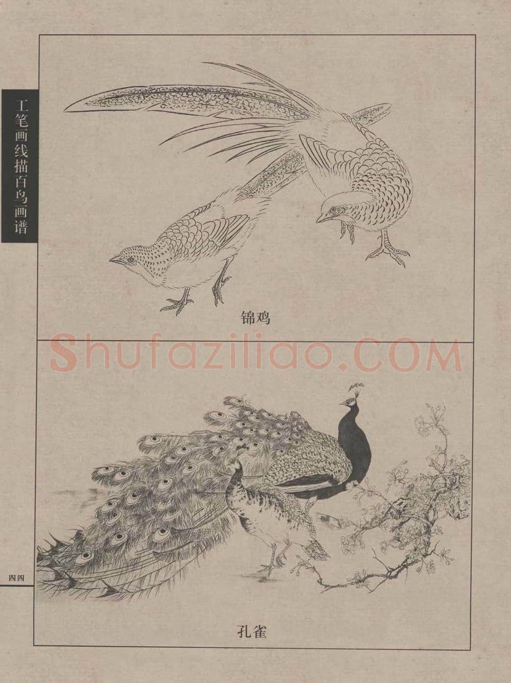 工笔画线描百鸟画谱，太美了 | 书画资料