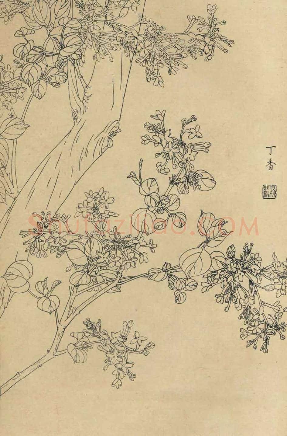 百花图谱大全【白描画】 | 书画资料