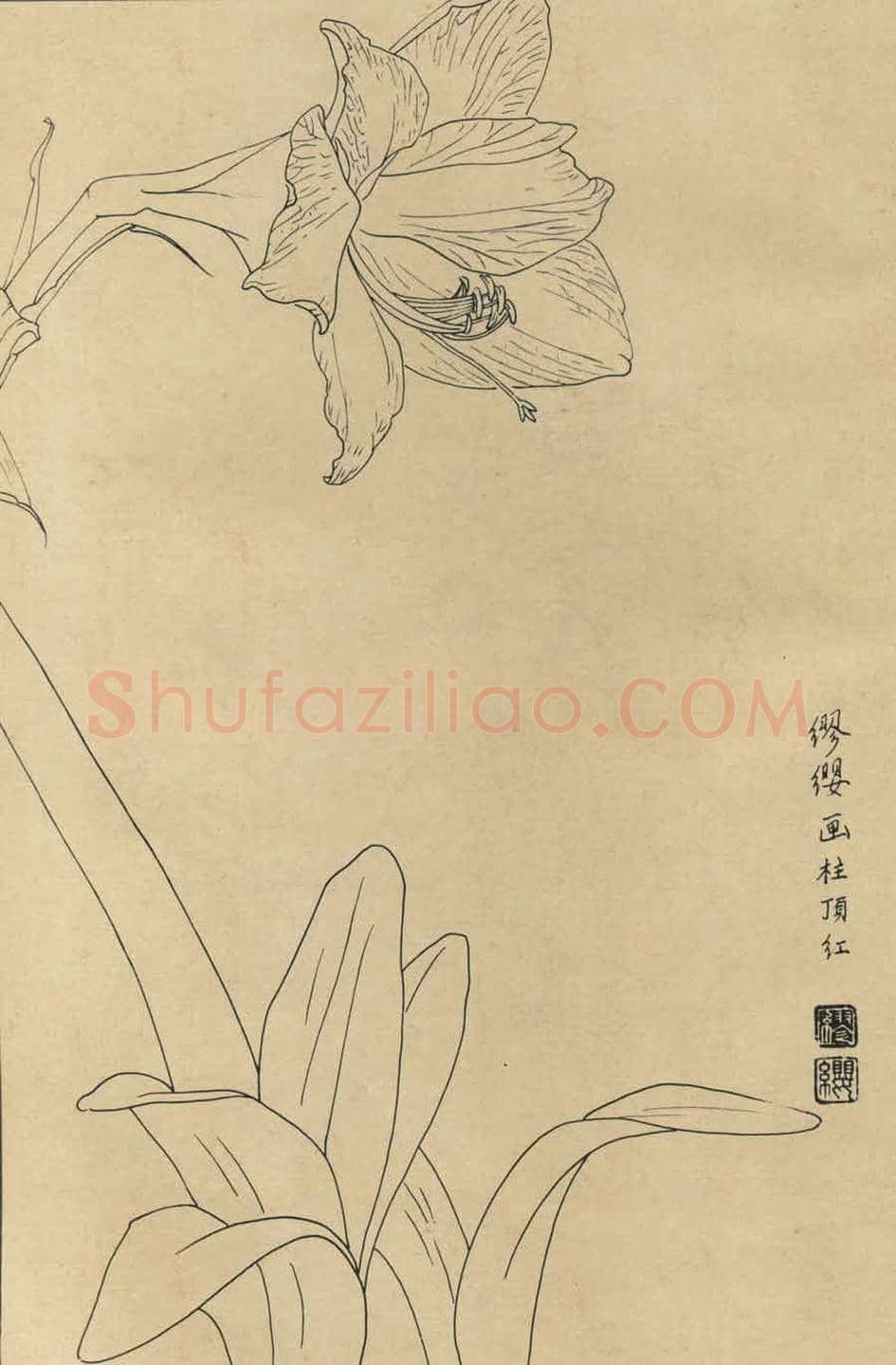 百花图谱大全【白描画】 | 书画资料