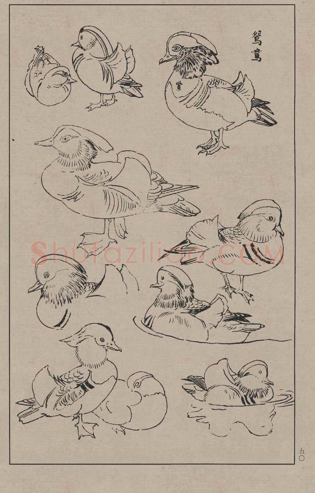 工笔画线描百鸟画谱，太美了 | 书画资料