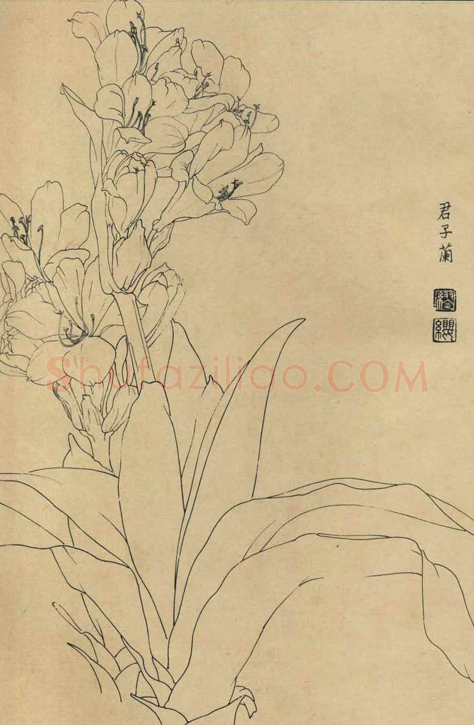 百花图谱大全【白描画】 | 书画资料