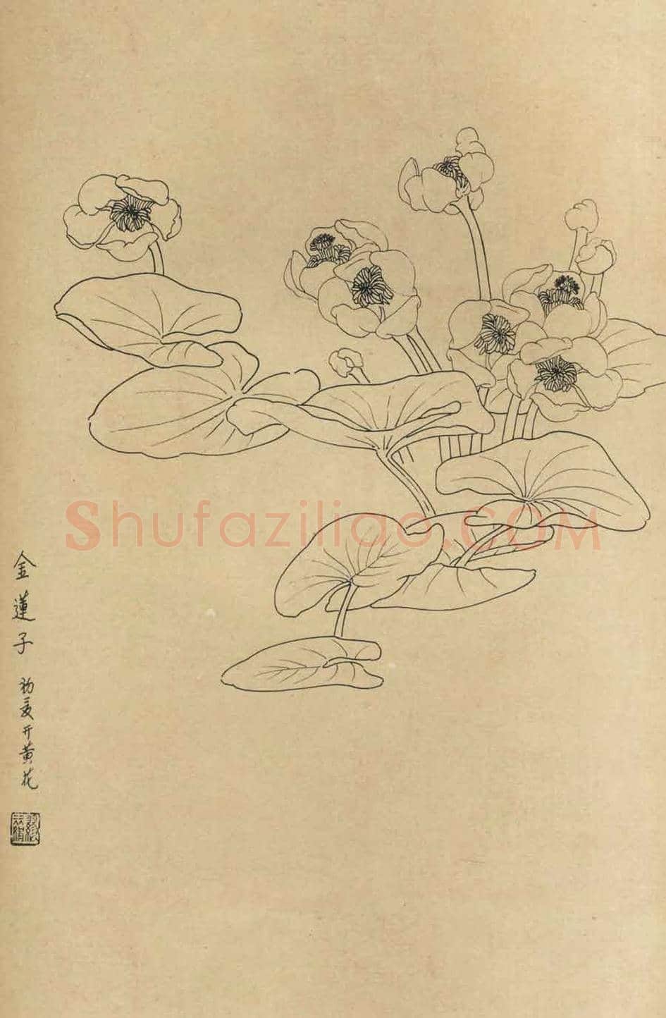 百花图谱大全【白描画】 | 书画资料