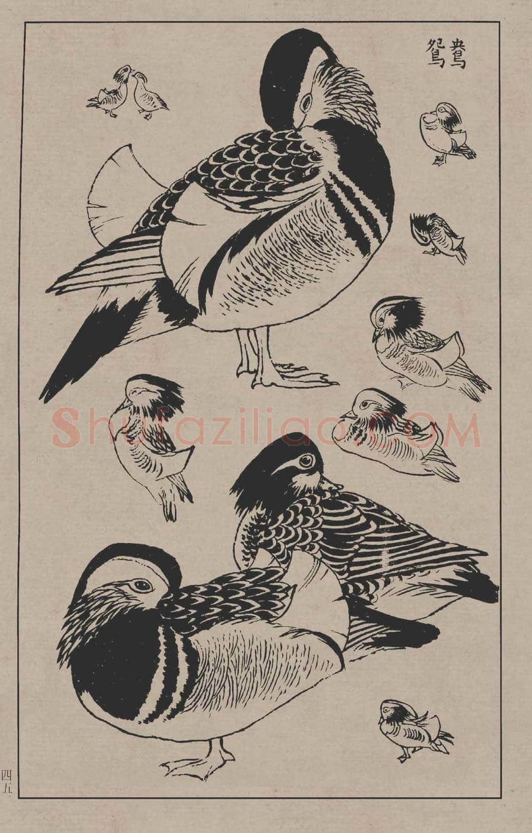 工笔画线描百鸟画谱，太美了 | 书画资料