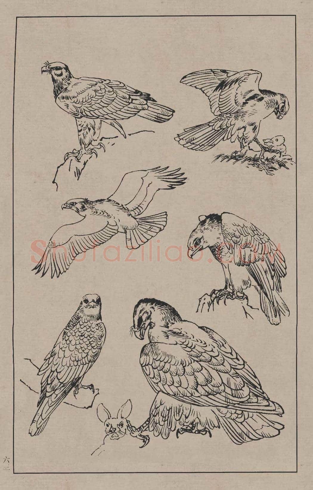 工笔画线描百鸟画谱，太美了 | 书画资料