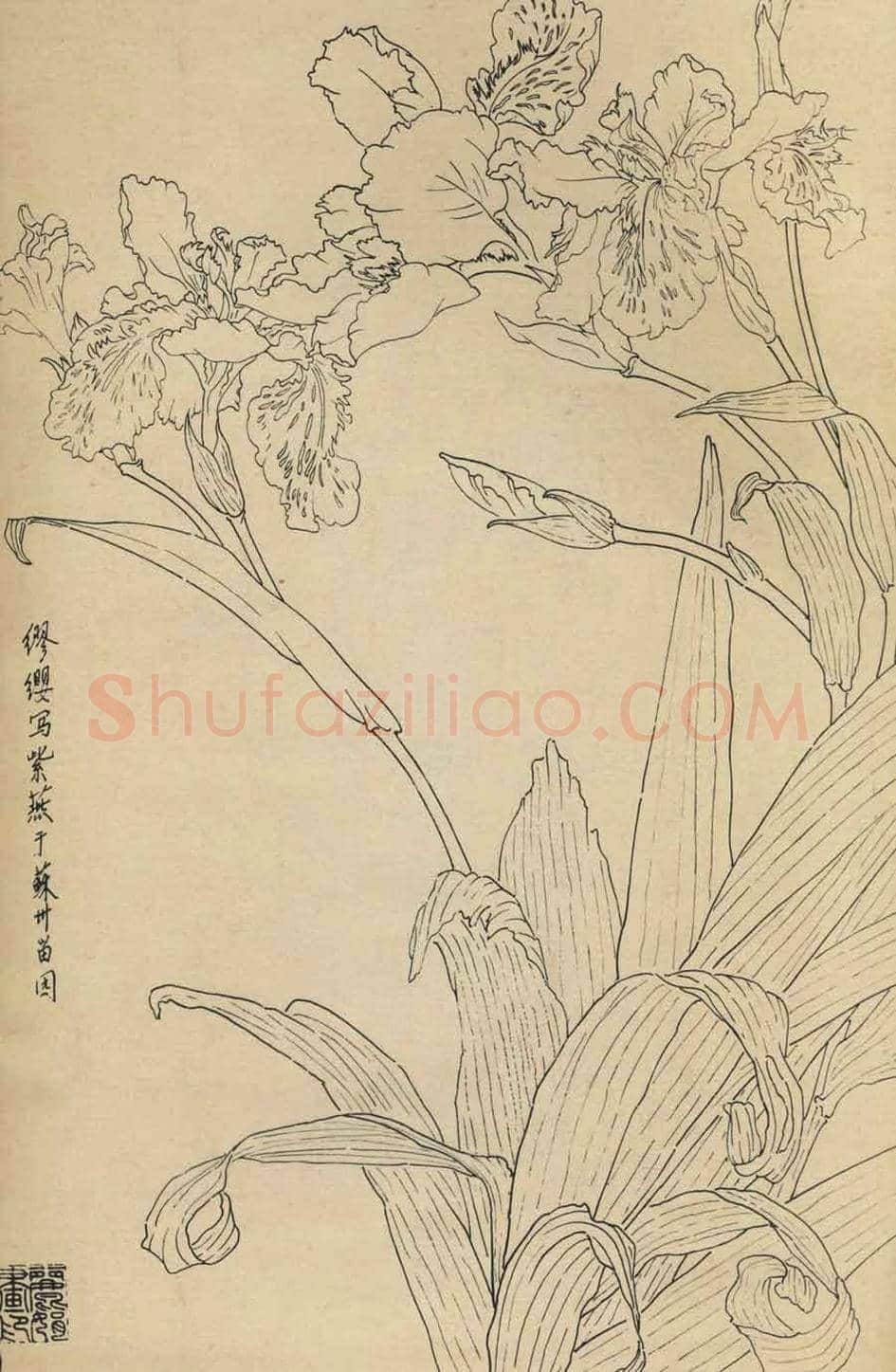 百花图谱大全【白描画】 | 书画资料