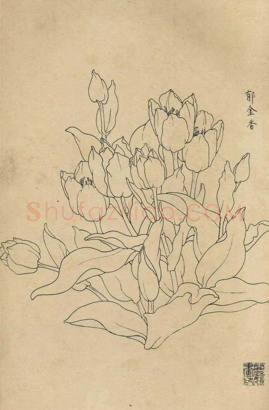 百花图谱大全【白描画】 | 书画资料