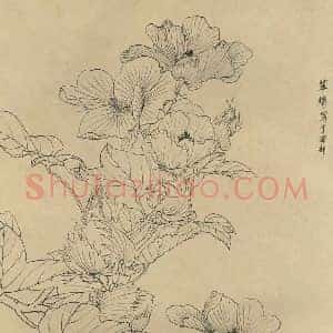 百花图谱白描《百花图谱大全白描画》历代书画作品图片赏析