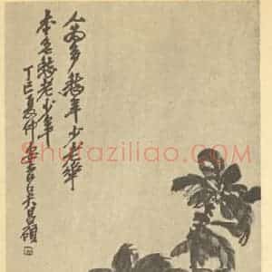 清代 吴昌硕国画作品《雁来红》摘自 南画大成 续集三