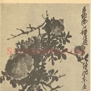 清代 吴昌硕国画作品《石榴》摘自 南画大成 续集三