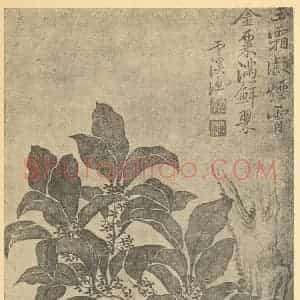 清代 恽寿平国画作品《秋海棠》摘自 南画大成 续集三