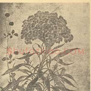 清代 恽寿平国画作品《岁寒雅友》摘自 南画大成 续集三